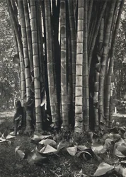 La parte inferior de los tallos de una planta de bambú gigante en Peradeniya, 1926