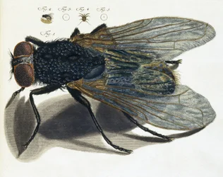Descripción al microscopio de una mosca