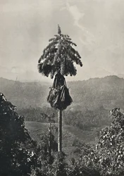 La palma Talipot Corypha umbracalifera en flor, 1926