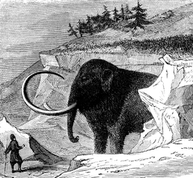 Descubrimiento de un mamut lanudo, 1779 c. 1870