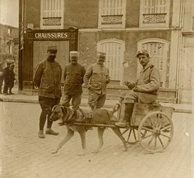 Carro de perros, Francia, c1914-c1918