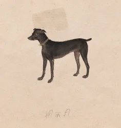 Perro, 1800s