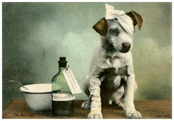 Perro vendado