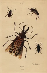 Dorysthenes paradoxus 1, Macrodontia cervicornis, vulnerable 2, Elateropsis lineatus 3 y Prionus versicolor 4