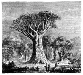 Dracona de Icod, Tenerife, España, c1900s