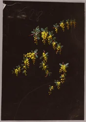 Dibujo, de Saint Germain - Volúmenes 1 y 2