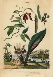 Guisante coral oscuro, Kennedia rubicunda 1, falsa zarzaparrilla, Hardenbergia violacea 2, y blackhorm