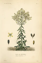 Isatide de los tintoreros, Isatis tinctoria, Pastel des Teinturers