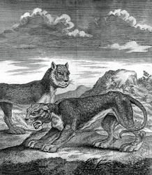 Leopardo de la India Oriental, 1750