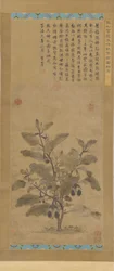 Berenjena, dinastía Ming, 1368-1644