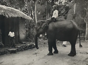 Elefante en un camino cerca de Kandy, 1926