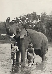 Elefante en el Mahavaliganga, 1926