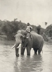 Elefante con cornaca en la Mahavaliganga, 1926