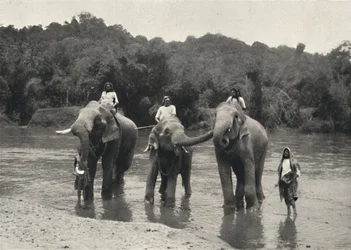 Elefantes en el baño Mahaaliganga, 1926