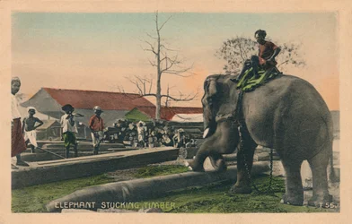 Elefante arrastrando madera, c1900