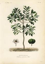 Manzana de elefante, Dillenia indica