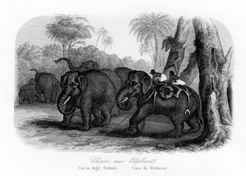 Caza de elefantes, India, c. 1840