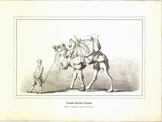 Un camello con su guía de Sardes. Ilustración tomada del libro Brogede rejsebilleder de Elisabeth Jerichau-Baumann y publicado por Forlagsbureauet (Copenhague, 1881)