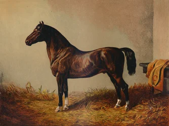 Pony Hack Don Carlos entero, c1897