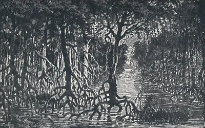 Bosque ecuatorial africano
