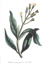 Eugenia caryophyllata - árbol de clavo