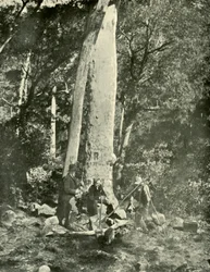 Cataratas Eurobin, Montañas Buffalo, 1901