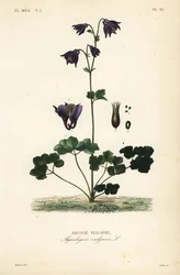 Aguileña común