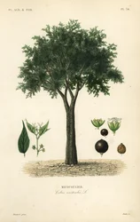 Árbol de ortiga europeo, hackberry mediterráneo, árbol de loto o honeyberry, Celtis australis, micocoulier