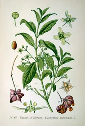 Árbol de huso europeo, 1893
