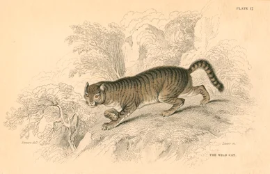 Gato montés europeo Felis silvestris, 1828