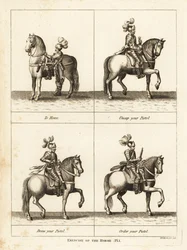 Ejercicio del caballo