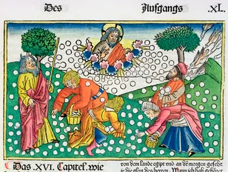 Éxodo 16:13-22: Dios provee codornices y maná a los israelitas