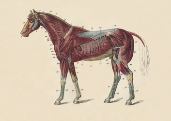 Músculos y tendones externos del cuerpo del caballo, c. 1879