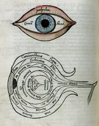 Estructura de los ojos