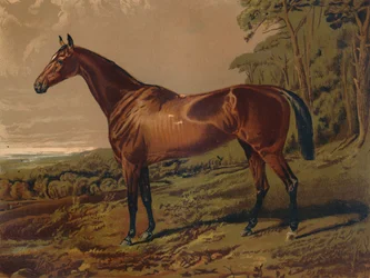 Bella Nell, c. 1879