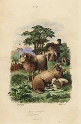Oveja de cola gorda, Ovis aries 1, y oveja Merino, Ovis aries 2