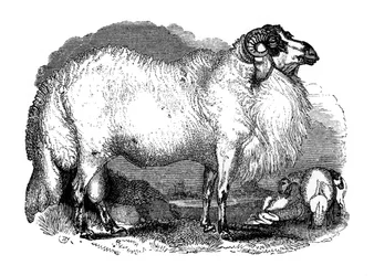 Ovejas de cola grasa de Siria, 1848