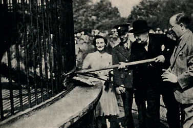 Rota de alimentación, El León de Pinner, años 1940, 1945