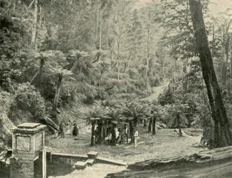 Arboleda de helechos y sendero, Monte Wellington, 1901
