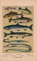 Peces, 1907