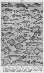 Peces, 1907
