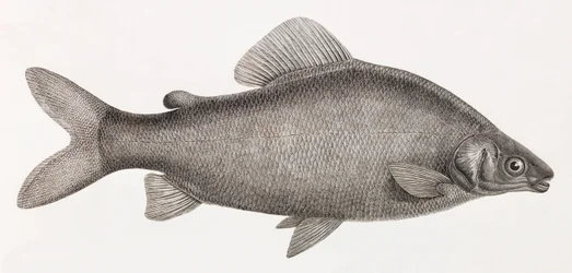 Peces: Le Characin Nefasch