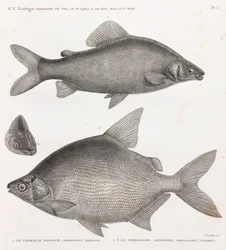 Peces: Le Characin Nefasch y Le Serrasalme Citharine