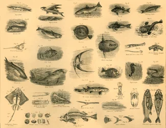 Peces, c1910