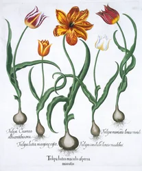 Cinco tulipanes, 1613