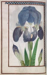 Florilegium: página 14 verso iris azul y blanco, 1608