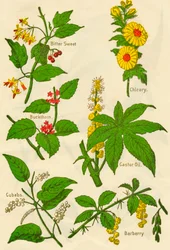 Flores: Amarga Dulce, Espino Cerval, Cubebas, Achicoria, Aceite de Ricino, Agracejo, c1940