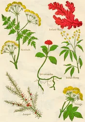 Flores: Cicuta, Musgo de Islandia, Ipecacuana, Cáñamo indio, Enebro, Levístico