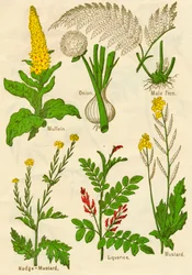 Flores: Gordolobo, Cebolla, Helecho macho, Mostaza de nódulo, Regaliz, Mostaza, c1940