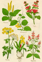 Flores: Llantén, zarzaparrilla, salvia, perejil, escila, menta, c. 1940